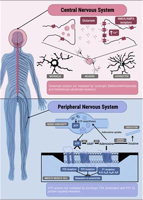 5-Hydroxytryptamine, Glutamate, and ATP: Much More Than Neurotransmitters